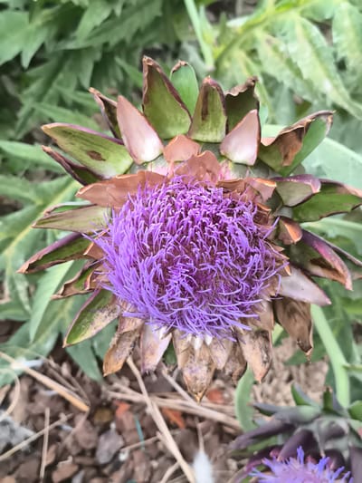 An extreme close-up, overhead shot focuses on a single, blooming artichoke flower. The vibrant purple, feathery petals of the flower dominate the center of the image. Surrounding the flower are tough, green and brown bracts, some of which are wilting and have dried, brown edges. The background consists of blurred green foliage, suggesting an outdoor garden setting. The lower portion of the image shows the ground, which is covered in dry leaves, dirt, and a few small pebbles. The scene appears to be an undisturbed, natural setting, likely a garden in Warmenhuizen, Netherlands, given the context. There are no people or animals visible in the image.