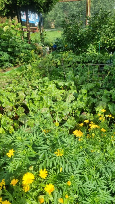 This image depicts a lush, overgrown garden within the SNT Solnechnaya Polyana-3 in Russia. The foreground is dominated by a dense cluster of bright yellow marigolds, their feathery green foliage filling the lower portion of the frame. Behind the marigolds, a bed of beet plants with large, crinkled green leaves and red-veined stems is visible. In the middle ground, various other green plants and bushes create a dense, verdant tapestry. Towards the background, a chain-link fence encloses the property, beyond which more greenery and trees can be seen. A blue watering can and a metal cage-like structure are also present in the garden. The overall impression is one of abundant growth and a slightly wild, untamed garden environment.
