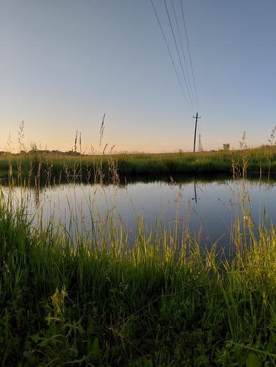 A tranquil scene unfolds near Vozdvizhenka, Russia, featuring a calm body of water reflecting the clear, pale blue sky and a faint, warm glow near the horizon, suggesting either dawn or dusk. Tall, green grasses line the foreground, their feathery tops catching the soft light, creating a natural frame for the water. Beyond the water, a strip of lush green vegetation stretches across the middle ground, punctuated by the silhouettes of distant trees and a line of power poles carrying transmission wires. The overall atmosphere is serene and natural, undisturbed by human presence.