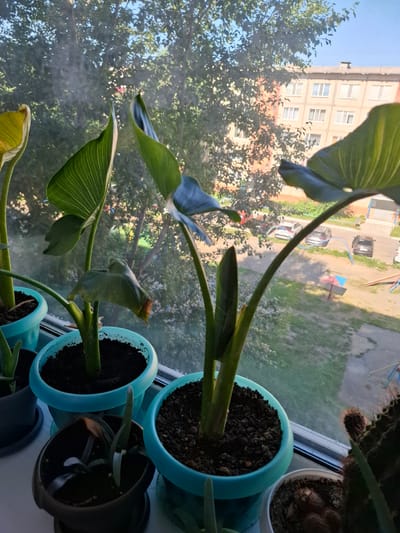On a windowsill overlooking a residential area in Jitiqara, Kazakhstan, a collection of potted plants is arranged. The primary focus is on several large-leaved plants, likely Bird of Paradise or similar tropical varieties, with some leaves showing signs of yellowing or browning. These are in turquoise pots. Other plants, including a smaller aloe vera and a cactus, are also present in various containers. Through the window, a multi-story apartment building with numerous windows and a patch of trees are visible. The ground outside appears to be a dirt area with parked cars and a small playground structure. The overall scene depicts an indoor plant collection set against an urban backdrop.