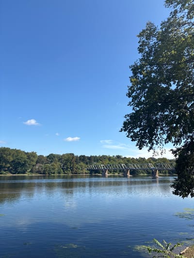 The image displays a daytime landscape scene overlooking the Delaware River, specifically featuring the Washington Crossing Bridge, viewed from the vicinity of Upper Makefield Township, Pennsylvania, United States. The upper two-thirds of the frame are dominated by a clear, bright blue sky containing a few small, scattered white cumulus clouds. The lower portion features the calm, dark blue-green water of the Delaware River, exhibiting visible patches of light green algae, particularly in the foreground. Spanning the mid-ground is the Washington Crossing Bridge, a multi-span steel truss bridge supported by multiple stone piers. The far riverbank is characterized by a dense line of green deciduous trees. A large tree with dark green foliage partially obstructs the view from the right side of the frame, extending from the top to the mid-ground. No individuals, vehicles, or specific actions are discernible within the scene.