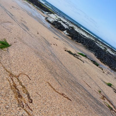 The image shows a close-up, low-angle view of a sandy beach in Fanore, Ireland. The sand is light brown and speckled with darker grains. Water has receded from the tide, leaving behind dark, wet streaks on the sand, some of which form wavy patterns. Patches of green seaweed are visible, primarily on the left side of the frame and further up the beach near the rocky shoreline. The rocky shoreline is covered in dark seaweed and appears wet. Beyond the shore, the dark blue ocean meets the bright blue sky, with faint white clouds present. The image is sharply angled, giving a dynamic perspective of the beach landscape.