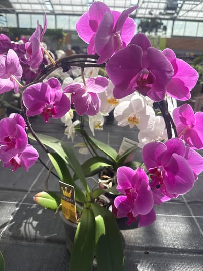 The image shows a close-up of a potted orchid plant with multiple vibrant pink blooms. The orchid is part of a larger display, with white orchids visible in the background. The plants are arranged on a surface that appears to be a display table in a greenhouse or garden center, as indicated by the transparent roofing and diffuse natural light. A tag with the word "elegant" and a crown symbol is attached to the pot. The overall scene suggests a retail environment for plants. The location is identified as Fritzlar, Germany.