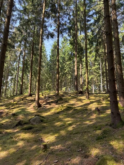 The image captures a serene coniferous forest scene, likely in Vessigebro, Sweden. Tall, slender conifer trees, possibly spruce or pine, dominate the landscape, their straight trunks rising towards the canopy. The forest appears dense, with numerous trees extending into the background, creating a sense of depth.
The forest floor is thickly carpeted with vibrant green moss, interspersed with brown needles, fallen twigs, and a few scattered pinecones. Patches of sunlight filter through the tree canopy, casting long, distinct shadows across the mossy ground, indicating a sunny day. The clear blue sky is visible in glimpses between the upper branches and foliage of the trees, suggesting bright weather conditions.
No people or human activity are visible, emphasizing the natural and untouched quality of the forest. The lighting suggests it is late morning or early afternoon, with the sun at an angle that creates striking patterns of light and shadow. The scene conveys a sense of tranquility and natural beauty. There is no visible text in the image.