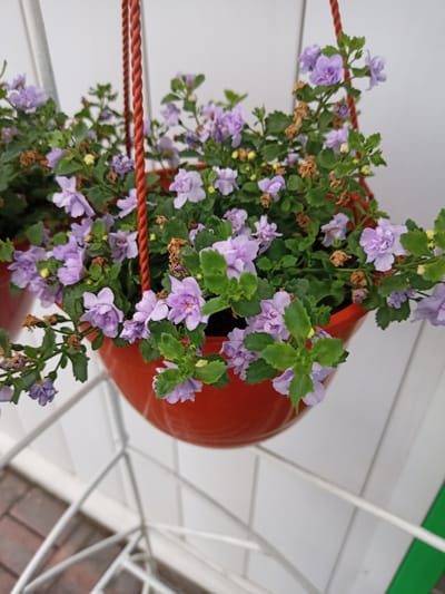 A hanging basket containing a flowering plant with small, light purple blossoms and green leaves is pictured. The basket is orange and suspended by a thick, braided red cord. The background consists of a white wall and a white metal structure, possibly part of an outdoor seating area or fence. The overall scene suggests an outdoor setting, potentially a balcony, patio, or garden area in a residential or commercial establishment. The image does not provide specific details about the city of Салонскі сельскі Савет, Belarus, beyond the implication of an outdoor decorative arrangement.