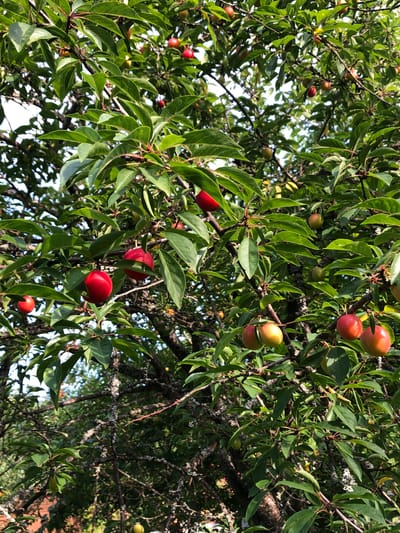 The image shows a close-up view of a plum tree laden with ripe fruit. The plums are a mix of bright red and yellow-red, some round and others slightly oval. They are clustered on branches amidst lush green leaves. The tree branches are dark and gnarled, with some appearing to have lichen or moss growth. The background is a blur of foliage and sky, suggesting an outdoor setting. The image is taken from a low angle looking up into the tree. The location is identified as Красная Пресня Снт, Russia, which is a horticultural non-profit partnership or cooperative, implying a garden or rural setting within or near a populated area. There are no people or animals visible in the frame.