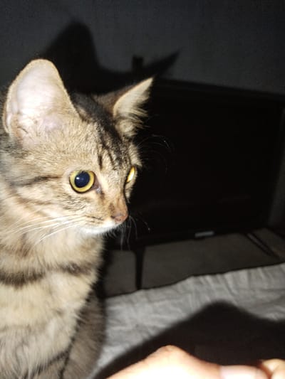A brown tabby cat with yellow eyes is the central subject of the image. The cat is positioned in the foreground, looking to the right. Behind the cat, there is a blurry TV on a stand with bedding draped in front of it. A dark shadow is cast on the bedding. The photo appears to be taken indoors. The location, Jetis, Indonesia, cannot be verified from the image alone.