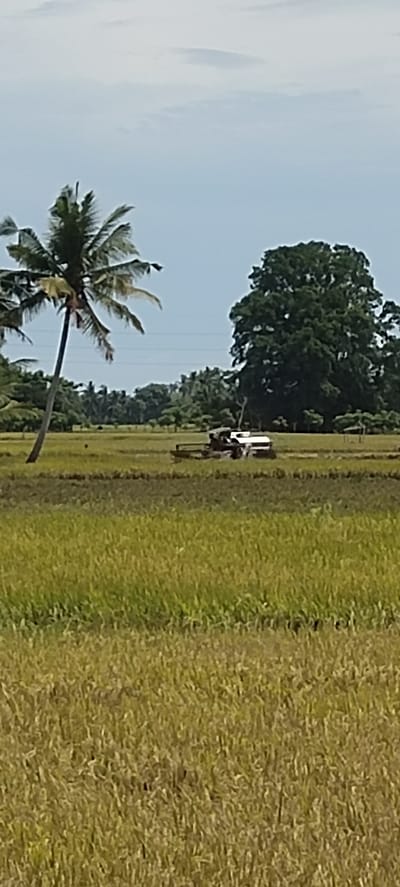 The image depicts a rural landscape in Aluegunto, Indonesia, dominated by a large expanse of rice paddy field in the foreground. The rice is a golden-yellow color, indicating it's nearing harvest time. A lone coconut palm stands to the left, leaning slightly. In the middle ground, a white tractor-like machine is visible amidst the field, partially obscured by the rice. Behind the rice paddy and tractor, there is a line of trees, including a particularly large, rounded tree on the right. Power lines run across the horizon. The sky is pale blue with some wispy clouds.