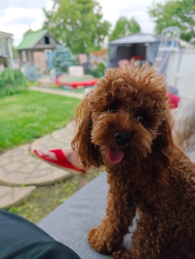 A brown poodle with curly fur sits on a gray cushion outdoors. The dog's tongue is sticking out. In the background, there is a green lawn, a paved path with a red sandal, a wooden building with a green roof, and a white gazebo. The location is in the village of Devjatyj Val, Russia.