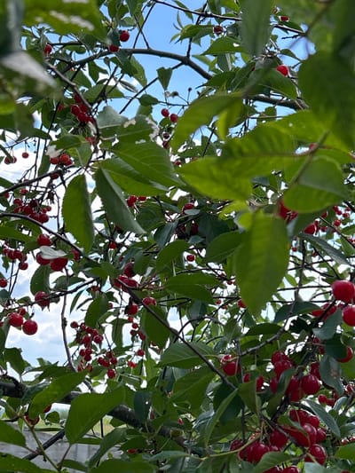 A close-up, low-angle outdoor shot shows a cherry tree branch laden with ripe red cherries and green leaves. The background is a bright blue sky with scattered white clouds. The scene is likely in a natural or domestic setting within the Парыцкі сельскі Савет, Belarus, given the context provided. No people are visible in the image.