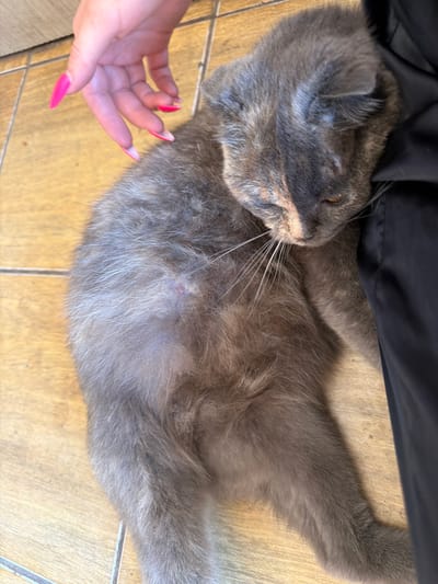 A grey cat with folded ears lies on its side on a tiled floor, facing right. A black fabric is draped over the cat's back. A person's hand with bright pink fingernails is reaching out towards the cat, with the fingers gently extended. The cat appears relaxed, with its eyes partially closed. The tiled floor has a wood-grain pattern. The lighting suggests it is daytime. The scene is casual and intimate, implying a domestic setting. There is no visible text.