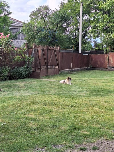 The image depicts an outdoor scene in Zeda Sazano, Georgia. A medium-sized dog with brown and white markings is lying on a well-maintained green lawn. The dog appears relaxed. Behind the dog, a rusty metal fence or wall runs horizontally across the frame, separating the lawn from a leafy green tree and a building with a light-colored roof and windows. The building appears to be a house. To the left of the fence and building, a utility pole stands tall, with wires extending from it.
The overall impression is one of a quiet, domestic setting, possibly a backyard. The grass is green and appears recently mowed, suggesting a daytime setting. The lighting suggests it is daytime, with natural light illuminating the scene. The weather appears to be pleasant, conducive to outdoor activities. The environment seems rural or semi-rural, with the presence of trees, a house, and a fence. There is no visible text in the image. The dog's relaxed posture and the overall tranquility of the scene suggest a peaceful atmosphere.