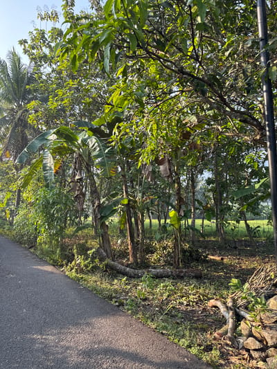 An asphalt road curves along the left side of the frame, bordered by lush green vegetation. Beyond the road, a dense cluster of banana trees and other tropical plants creates a vibrant, verdant scene. Sunlight filters through the leaves, casting dappled shadows on the ground. In the background, a field of green grass stretches into the distance, with a clear blue sky overhead. The overall impression is one of natural beauty and tranquility, typical of the Alian region of Indonesia.