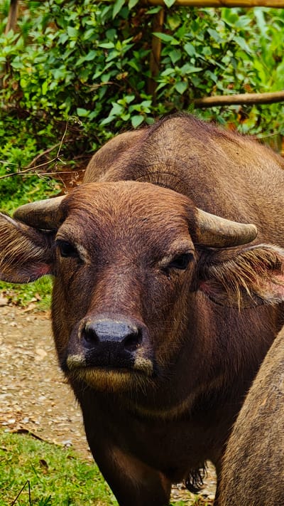 The image presents a close-up, frontal portrait of a dark brown water buffalo, observed in Pung Luong, Vietnam. The animal occupies the majority of the frame, positioned centrally and looking directly forward. Its coat is uniformly dark brown with short, dense hair, and lighter, yellowish-brown hairs are visible around its dark, moist muzzle. The eyes are dark, appearing somewhat obscured by the surrounding fur, giving a heavy-lidded impression. A pair of short, sturdy, dark horns protrude from the sides of its head, curving slightly outwards and backwards. The ears are partially visible, showing some lighter hair and a pinkish hue on the inner surface. Behind the buffalo's head, the texture of its fur continues over its visible neck and upper back. A portion of another animal, presumably another buffalo, is visible along the right edge of the frame. The foreground on the left features green grass, transitioning into a dirt path or muddy ground that extends into the mid-ground. The background consists of dense green foliage, characteristic of a natural, vegetated area, with hints of wooden structures, possibly a fence, in the upper right. The scene is illuminated by natural, diffused light, casting no harsh shadows.
