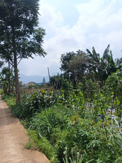 A narrow concrete path borders a lush, overgrown area filled with diverse vegetation. Various green plants and trees dominate the landscape, with taller trees visible in the background. A distant mountain range can be seen through the foliage. Supported by thin wooden poles, climbing plants cover a section of the area. The sky is partly cloudy.