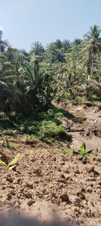 A tropical landscape features a small, shallow river choked with debris, bordered by dense vegetation including palm trees and various green plants. The foreground is dominated by freshly tilled brown soil, with small sprouts emerging. The background consists of a hill covered with more palm trees under a clear, bright sky.