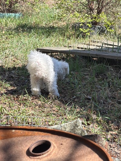 A small, white dog with curly fur is resting in a grassy, outdoor setting. A wooden structure is to the left of the dog, and a large, rusted metal object with a circular opening is on the right. The environment includes grass, leaves, and other vegetation. The photo is rotated, making the scene appear sideways. There's no indication of Зуй, Russia.