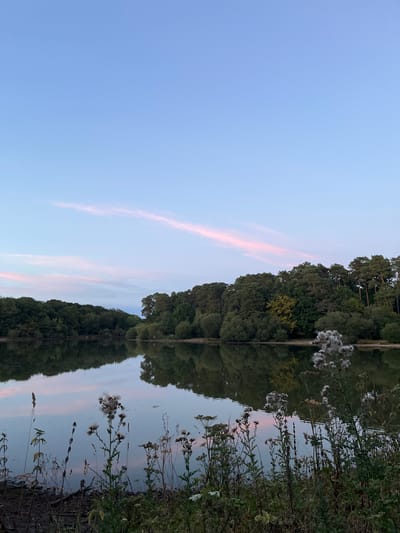 The image depicts a serene natural scene at dusk near the town of Sonchamp, France. A calm lake dominates the foreground, its surface reflecting the soft hues of the sky and the dense treeline that borders its far shore. Wisps of pale pink clouds are visible against a gradient of blue sky. In the foreground, along the lake's edge, various wild plants and grasses are present, some with fluffy seed heads. The overall impression is one of tranquility and natural beauty.