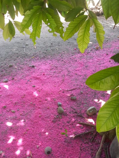 The image depicts a natural scene under sunlight, likely in the city of Blangcot Tunong, Indonesia. The ground is covered with a thick layer of small, bright pink petals, possibly from a flowering tree. Scattered amongst the petals are several small, grey stones of various shapes and sizes. In the upper portion of the frame, vibrant green leaves hang from branches, some showing signs of natural wear and tear. Sunlight filters through the leaves and creates bright white patches on the ground, casting dappled shadows. The overall impression is one of a peaceful, natural environment.
