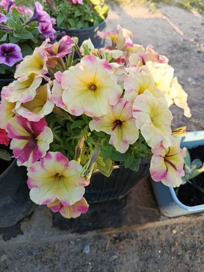 In an outdoor scene, likely in the city of Bekhtery, Ukraine, a cluster of petunias in a black pot is prominently featured. The petunias display a gradient of colors, transitioning from a pale yellow at the center to soft pink or magenta edges. Some flowers exhibit distinct veining in darker pink or maroon. The petals are slightly ruffled and delicate. Surrounding this central arrangement, other potted plants with purple petunias and green foliage are visible, slightly out of focus. The background consists of rough ground, possibly gravel or dirt, and hints of sunlight cast shadows. To the right, a light blue planter contains dark soil and a small green plant. The overall impression is a close-up view of a garden or outdoor planting area bathed in natural light.