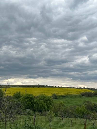The image depicts a rural landscape in Rogozinovo, Bulgaria, under a heavily clouded sky. A field of bright yellow rapeseed flowers is visible, bordering a patch of green grass and trees. A chain-link fence stands on the right side of the frame. There are no people visible in the image. An electrical power line is partly visible in the field.