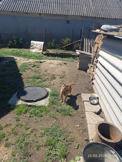 A tan dog is standing in a dusty yard, on a sunny day. The dog is on a chain and is looking towards the camera. The yard is cluttered with various objects, including a manhole cover, a metal bucket, a large pipe, and some corrugated metal sheets. In the background, there is a building with a corrugated roof and a chain-link fence. The overall scene appears to be a rural or semi-rural setting. The time stamp at the bottom right of the image reads "25.06.2026 11:08". The location is identified as Artsyz, Ukraine. The weather appears to be clear and sunny, indicated by the strong shadows cast by the objects and the dog.