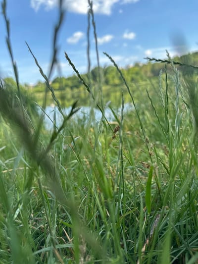 This is a close-up, vertical, low-angle shot of tall green grass with some seed heads. The grass is in sharp focus in the foreground, obscuring much of the background. Beyond the grass, the scene is blurred, but suggests a natural outdoor setting. The background shows a body of water, likely a river or lake, with reflections of trees on its surface. The sky above is bright blue with scattered white clouds, indicating a clear day. The lighting suggests it is daytime, likely afternoon due to the bright sunlight and shadows. There are no people or specific objects visible besides the grass and natural elements. The overall impression is one of natural, serene beauty, with a focus on the texture and detail of the vegetation. The location is Makiv, Ukraine.