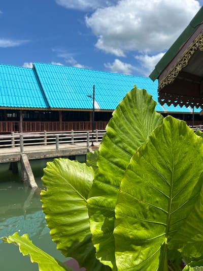 In Tambon Ko Panyi, Thailand, this image captures a close-up of lush green elephant ear leaves in the foreground, their textured surfaces catching the sunlight. Behind them, a building with a vibrant turquoise corrugated metal roof is visible, extending across the frame. A walkway with a white railing appears to connect to this building, spanning over calm green water. The architecture hints at a traditional Thai style with decorative wooden elements and a darker, pitched roof section to the right, adorned with intricate gold trim. The sky above is a bright blue, dotted with fluffy white clouds. The overall scene conveys a sense of tropical tranquility and local architecture.