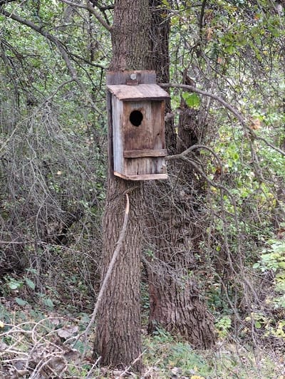 A worn wooden birdhouse with a circular entrance hole is affixed to a tree trunk. The tree, horizontal in the frame, is surrounded by dense foliage and thin branches. The birdhouse appears rustic, with varying wood panels and a slight lean. A small bird perches on the edge of the birdhouse. The background is a mix of green and brown, suggesting a natural, outdoor setting.