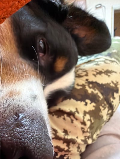 A close-up, eye-level, vertical shot focuses on the face of a dog, possibly a beagle mix, wearing a camouflage-patterned blanket or garment. The dog's wet nose, with its characteristic textured surface, is prominently displayed in the foreground. To the left, strands of white and brown fur are visible, extending towards an orange, textured surface, likely a blanket. The dog's eye, dark and partially obscured by fur, is visible on the right side of its snout. The background shows the dog's ear and a blurred, light-colored surface with a hint of a light fixture. The image lacks any identifiable urban features of Chernaya, Russia.