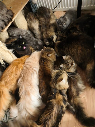 This is a close-up, overhead shot of a large pile of fluffy cats, mostly Maine Coons, crammed together on a wooden floor and what appears to be a scratching post or textured cat bed. The cats are predominantly shades of brown, grey, and black, with varied fur lengths and patterns. One black cat in the upper left portion of the image has bright yellow eyes and its pink tongue is sticking out. A small, striped kitten is partially visible between two larger cats in the center of the image. The cats are in various resting positions, creating a dense, furry mass. The lighting is artificial and somewhat dim. The scene is indoors, likely in a residential setting. There is no indication of the location being in Morąg, Poland.