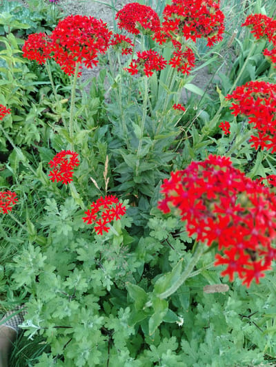 The image shows a close-up of red flowers in a garden. The flowers are clustered together in spherical or dome-shaped arrangements, with individual blossoms that have five deeply notched petals. The stems and foliage are green and appear healthy. In the background, there are more green plants and a sandy path, suggesting an outdoor garden setting. The lighting appears to be natural daylight, possibly overcast or in the shade, as there are no harsh shadows. The overall impression is one of a lush, natural garden. No people, objects, or text are visible in the image. The setting is likely a garden in Belarus.