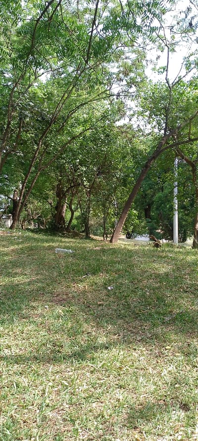 The image displays an outdoor scene in Tudor ward, Kenya. The foreground consists of an expanse of predominantly green grass, showing some drier, lighter patches. Litter is present on the grass, including a light-colored plastic bottle lying horizontally towards the center-left and several smaller pieces of white and colored debris scattered across the mid-right and foreground. The midground and background are densely populated with trees and foliage, featuring numerous visible tree trunks of varying sizes and angles. The trees bear abundant green leaves, with patches of bright sky visible through the canopy. A vertical white pole, possibly a utility pole, stands partially obscured by trees in the right background. The scene is illuminated by natural light, casting discernible shadows on the grassy ground, indicating daytime conditions. No individuals or animals are present.