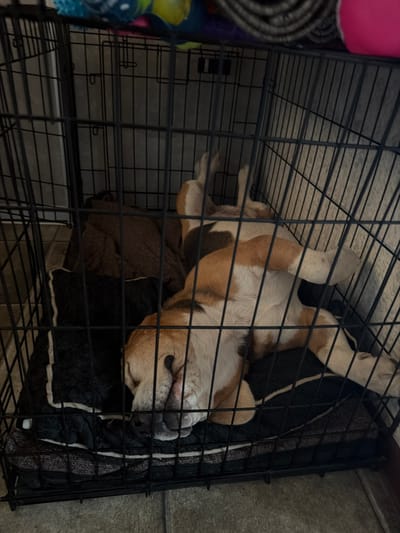 The image shows a tri-color dog lying on its back inside a black wire dog crate. The dog appears to be a beagle or similar breed, with white, tan, and brown markings. It is resting on a dark-colored bed or mat within the crate. Some dog toys, including a blue textured ball and a pink object, are visible to the left of the crate. The crate is positioned in what appears to be an indoor setting, with a concrete-like wall visible to the right. The lighting suggests it is daytime. The dog's relaxed posture and closed eyes indicate it is sleeping or resting comfortably. There is no visible text in the image.
