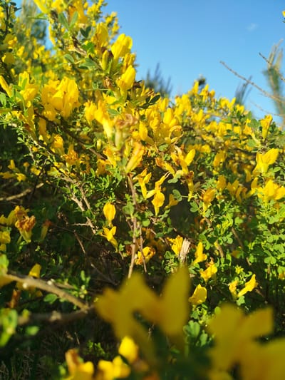 A close-up captures a dense bush covered in bright yellow flowers and small green leaves. The bush's branches are thin and somewhat spiky. The background is a blue sky with some hints of coniferous trees. The overall impression is one of a sunny, natural setting.
The location is not possible to determine based on the image.