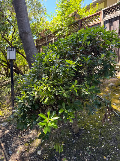 This is an outdoor, eye-level, medium shot image of a dense, leafy green shrub in a garden setting. The shrub, which appears to be a mature plant, is positioned in the center of the frame and occupies a significant portion of the image. Its leaves are a vibrant green, with some lighter, newer growth visible. The shrub has a somewhat untidy, natural shape, with branches extending in various directions. In the background, there is a wooden lattice fence with vertical wooden planks on the right side of the image. Above the fence, parts of a building with a light-colored exterior are visible. To the left of the shrub, a tall, gray tree trunk is partially visible, leaning slightly towards the right. A black lamppost with a white, square lantern is situated to the left and in front of the tree trunk. The ground in the foreground and around the shrub is covered with dark soil, small gray pebbles, and patches of green moss. Sunlight casts dappled shadows on the ground. The sky is visible in the upper portion of the image and appears clear and blue. The overall impression is a well-established garden with natural elements. The location is identified as Novato, United States of America.