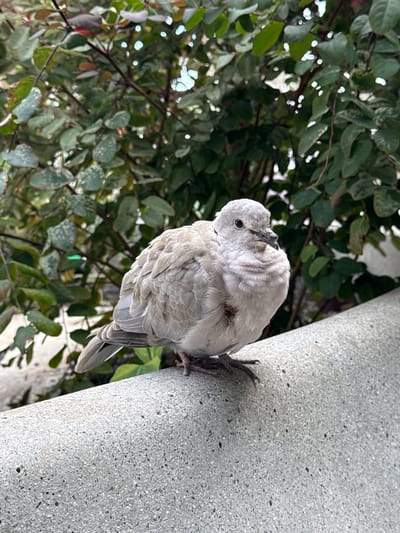 A grey dove perches on a concrete pillar. The bird is mainly light grey, with a darker grey tail and darker feet clinging to the pillar. The dove appears to be preening, with its beak touching the feathers on its chest. To the left of the pillar, there is green foliage, suggesting an outdoor setting. The concrete pillar is plain and cylindrical. The image was taken in Montaña Roja, Spain.