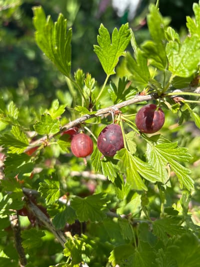 A close-up shot captures several ripe gooseberries hanging from a branch amidst lush green foliage. The gooseberries are a deep reddish-purple hue, with some showing a lighter red coloration. The leaves are vibrant green and appear slightly fuzzy. The background is softly blurred, suggesting a natural outdoor setting. There is no indication of the location being in Labinsk, Russia or any specific city. The scene is devoid of any human presence or activity.