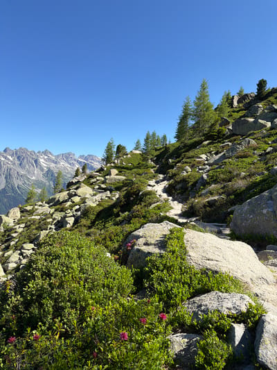 This media file captures a scenic view of a rocky mountainside covered in lush green vegetation and scattered pine trees. The perspective is angled, with the clear blue sky occupying the left portion of the image. In the distance, snow-capped mountains are visible, suggesting a high-altitude location. The foreground features large, grey rocks interspersed with dense green bushes and some small pink flowers. The sunlight indicates it is daytime, and the clear sky suggests fair weather. The scene evokes a sense of natural beauty and rugged terrain, typical of mountainous regions like Chamonix-Mont-Blanc, France. There is no visible text in the image.