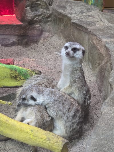 Two meerkats are nestled together under a rock ledge on a sandy surface. A painted log, yellow and green, is situated near the meerkats. The location is Uspenskii, Russia. Red lighting is visible in the lower left of the frame.