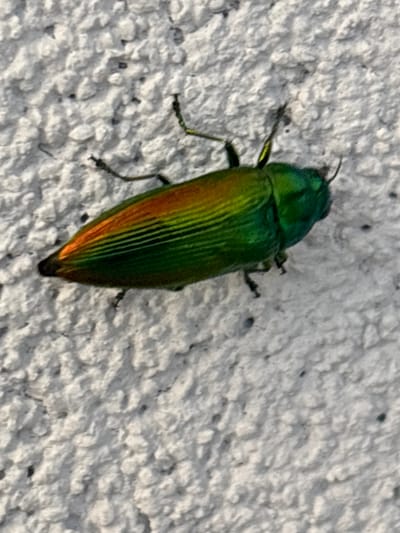 A metallic green beetle with iridescent wings, displaying hues of orange and yellow at its posterior, is affixed to a textured, off-white surface. The beetle is oriented diagonally from the lower left to the upper right of the frame. Its six legs are visible, gripping the irregular surface. The background consists of a rough, plaster-like wall, typical of external building finishes, which shows small dark speckles and variations in light and shadow due to its uneven texture. No specific location within Vicenza, Italy is discernible from the provided image.