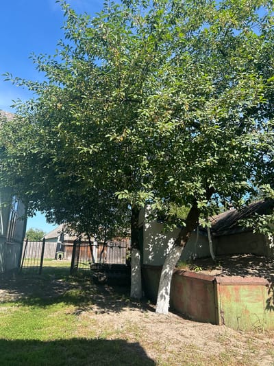 The image depicts a rural scene in the city of Krushynets, Ukraine, on a clear, sunny day. In the foreground, a mature tree with dense green foliage and small, light-colored fruits dominates the center of the frame. Two trunks of this tree have been painted with white lime wash at their bases. To the left of the tree, part of a weathered, blue-grey wooden structure with a visible window is present. Beyond this structure and the tree, a black metal fence with vertical bars runs across the midground, separating the immediate yard from a further area with wooden fencing and a small, dark-colored doghouse visible in the distance. Several rustic buildings with dark, sloped roofs are situated behind the fences. To the right of the tree, a rusted, rectangular metal structure with green and red patches is partially visible at ground level, covered in sand and sparse vegetation. The ground is a mix of sandy soil and green grass, with shadows cast by the tree. The sky above is a vibrant, cloudless blue.