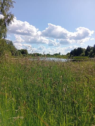 The image depicts a sunlit, natural landscape with a body of water and lush vegetation. In the foreground, tall green grass, some with seed heads, dominates the view. Beyond the grass, a calm body of water, possibly a lake or river, is visible. The middle ground features a dense line of green trees and foliage bordering the water. In the background, a bright blue sky is adorned with large, fluffy white clouds. The scene appears to be a serene outdoor environment, likely in a rural or park-like setting, consistent with the description of Micaičiai, Lithuania. There are no people or man-made structures prominently featured in the image.