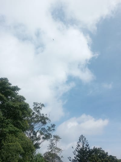 A daytime outdoor scene in Đăk Pxi, Vietnam, features a light blue sky with numerous white cumulus clouds. The upper left quadrant of the sky contains a small, dark avian silhouette in flight, positioned above a smaller, indistinct dark speck. The lower portion of the image is occupied by the upper canopies of multiple trees; dense green broadleaf foliage fills the lower left, while sparser trees, including what appears to be a conifer, are visible on the lower right against the sky.