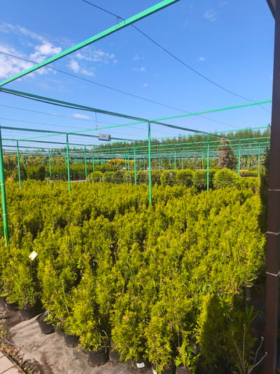 The image shows a plant nursery in Zimnyaya Gorka, Russia. Numerous potted evergreen shrubs, primarily Thuja occidentalis 'Smaragd', fill the space beneath a green metal support structure. A sign with Cyrillic lettering hangs from the structure. The sky is blue with scattered clouds.