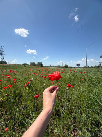 A close-up, vertical outdoor shot in Novoalexandrovka, Russia, shows a field of red poppies and green grass under a blue sky with scattered clouds. A light-skinned arm and hand are visible on the right side, appearing to hold a single poppy. In the background, a road runs parallel to the field, with streetlights and utility poles along it. A billboard is also visible in the distance. Power lines appear in the lower left corner.