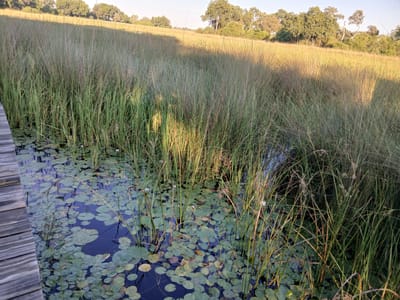 This image depicts a waterway abundant with lily pads and interspersed with tall grasses, observed from the edge of a wooden platform. The location is Nwanaeanoka, Botswana, indicated by the ecological characteristics of the landscape. The water is dark and reflective, punctuated by the rounded shapes of the lily pads, some exhibiting a lighter green hue. Thin, vertical stems emerge from the water, supporting the lily pads and the occasional small white flower. Thick tufts of tall, greenish-brown grass line the water's edge, partially obscuring the view beyond. The background reveals a field of shorter grass, transitioning into a treeline in the distance under a clear sky. The light suggests it is either early morning or late afternoon.