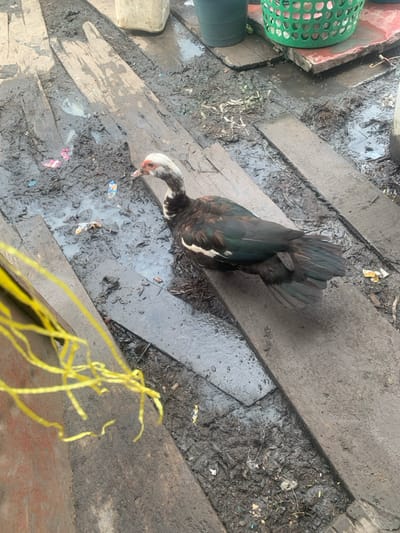 This image depicts an outdoor area in Douala IV, Cameroon. The central subject is a Muscovy duck, featuring dark plumage with iridescent green sheens, white chest and wing patches, and a white head with reddish facial caruncles. The duck is seated on a weathered wooden plank. This plank is part of an uneven pathway constructed from multiple similar planks laid over dark, wet mud. The mud contains scattered refuse, including plastic wrappers and organic debris. In the upper right background, partially visible objects include a light-colored rectangular container, a dark green bucket, and a bright green plastic basket with heart-shaped perforations, positioned on a raised surface. A bundle of yellow strings is visible in the lower left foreground. No human subjects are present. The environment appears unkempt and unpaved.