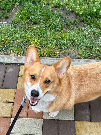 A tan and white Corgi dog is lying on a multi-colored brick patio next to a patch of green grass in an outdoor environment. The dog is looking up at the camera with its mouth slightly open and tongue visible. A black leash is attached to the dog's collar. No people are visible. The exact location in Kuleshovka, Russia cannot be determined from the image.