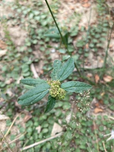 This overhead shot captures a single green plant with distinct features, set against a soft, out-of-focus background of mixed vegetation and soil. The main subject is a low-lying plant with oval to elliptic-shaped, dark green leaves, arranged somewhat symmetrically around a central point. Each leaf appears slightly textured or hairy. At the center of the plant, nestled among the leaves, is a dense cluster of tiny, light green flowers or buds, giving it a somewhat bumpy appearance.

The background is a blur of various natural elements. Predominantly, there's a carpet of smaller, round-leaved green plants, suggesting ground cover. Interspersed with this are patches of lighter brown, indicating dry soil or dead leaves. Several thin, light brown and green grass-like stalks or stems are also visible, some appearing a bit dry. The lighting suggests it is daytime, with no strong shadows indicating a particular time of day or intense sunlight. The overall setting appears to be an outdoor natural environment, possibly a garden bed, a field edge, or an area of uncultivated ground, consistent with the Gampongaceh, Indonesia location context. No specific activity is depicted, nor are there any people or visible text. The image focuses entirely on the plant and its immediate surroundings.